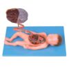 Neonatal Viscera Anatomy Model - Fetus Anatomy Model, Baby Manikin with Umbilical Cord and Placenta, Detachable 6 Parts, for Human Anatomy and Physiology Education