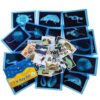 Odoorgames 20 Pcs Animal Xrays and Picture Cards - Veterinary Toys & Educational Science Kit for Kids, Explore The Fascinating World of Animal Skeletons
