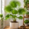 Palm Livistona Seeds – Tropical Palm Tree for Planting