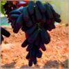 Perennial Holiday Grape Grow Kit - for Planting - Garden Edition-5 bulbs-C