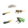 PETSOLA Frog Growth Cycle, Animal Growth Cycle Set, Biology Model, Toys,