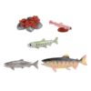 PETSOLA Life Cycle of Salmon Toys Animal Growth Cycle Figures