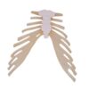 PETSOLA Sternum Bone Skeleton Model Educational Tool Classroom Teaching