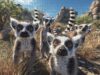 Photorealistic Cute RingTailed Lemurs Wildlife Animals Wooden Jigsaw Puzzle 1000 Pieces for Adults Natural Rocky Habitat Blue Sky Fun Family Night Game Nature Lovers Gift Animal Lovers