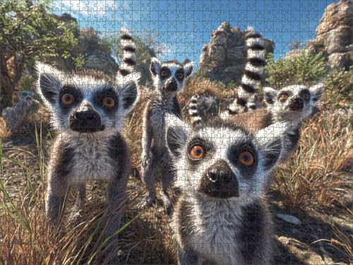Photorealistic Cute RingTailed Lemurs Wildlife Animals Wooden Jigsaw Puzzle 1000 Pieces for Adults Natural Rocky Habitat Blue Sky Fun Family Night Game Nature Lovers Gift Animal Lovers
