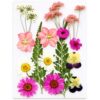 Qraatosi Children Paper Crafting Kit Paper Pulp Bag Dried Tweezers papermaking Frame Suitable for Children Education playroom Activity, Pale Rose Flowers, Rose