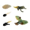 RCULWPLP 4X Kids Cycle Frog Animal Growth Pre-School Biology Toys