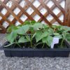 Rengue 24 Cell Seedling Tray with Lid, Plastic Seed Starter Trays 3 Pack Stackable Nursery Pots, Clear Humidity Dome, Space Saving for Indoor Outdoor Gardeners and Beginners (Black)