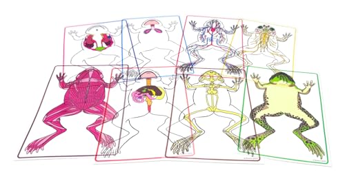 Roylco FrogXplore See-Through Frog Anatomy Kit | 8 Transparent Layers | No-Dissection Biology Kit for Kids Ages 5+ | STEM Science for Classroom & Homeschool | Made in USA