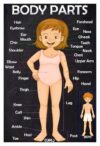 RXDNOZNNK Educational Body Parts Poster for, Human Anatomy Wall Chart for Classroom, Preschool Kindergarten Homeschool Science