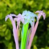 SDREYKUF 10 Pcs Flower Gel Pens Photochromic Silicone Cute Student Exam Writing Pen School Office Supply Black Ink