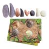 Sensory Prehistoric Teeth Stones and Activity Cards Set
