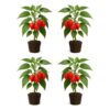 Set of 4 Carolina Reaper Pepper Live Plants, One of the Worlds Hottest Peppers, Edible, USDA Zones 9 to 11, Full Sun