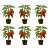 Set of 6 Carolina Reaper Pepper Live Plants, One of the Worlds Hottest Peppers, Edible, USDA Zones 9 to 11, Full Sun