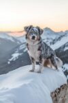 Sheepdog 1000 Pieces Puzzle for Adults, Educational Intellectual Jigsaw Puzzle, Animal Fantasy Puzzles for Adults Fun Game 20 * 28.8 Inch
