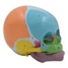 Skull Model Baby Head Skeleton Anatomy Model, Life Size Anatomy Skeleton Educational Baby Anatomy Toy