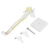 Spine Model, PVC White 38cm Spine Model, Human / 14.96in Removable Flexible Human with Base for Chiropractic Orthopedic and Other