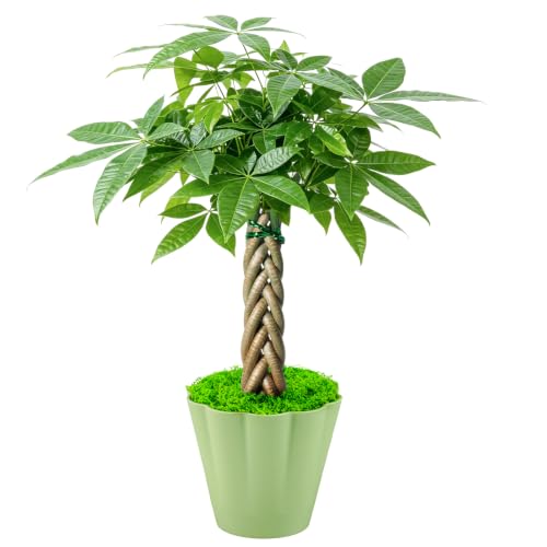 Sprout N Green 8-10" Money Tree with 5 Lucky Braid, Live Plant with Light Green Petal Pot, Decoration for Indoor Home Office Tabletop Windowsill Side Table, Housewarming Christmas Gift