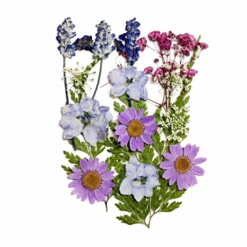 Tachiuwa Children Paper Crafting papermaking Instruction Booklet Glue Bottles Dried Flower Bags Basin Suitable for Classroom Projects Art Home Family use, Pale Lavender Flowers, Lavender