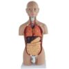 TBLOTYD 50Cm Asexual Human Torso Anatomy Model with Internal Organs Model Detachable and Installable for Learning Resources Detachable 16 Parts