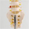 TBLOTYD Educational Model Lumbar Model with 5 Lumbar Vertebrae & Coccyx - Human Lumbar Model - 1:1 Anatomical Lumbar Vertebra Model - Human Anatomical Skeleton Model - for Medica