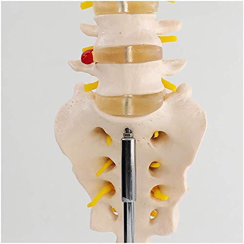 TBLOTYD Educational Model Lumbar Model with 5 Lumbar Vertebrae & Coccyx - Human Lumbar Model - 1:1 Anatomical Lumbar Vertebra Model - Human Anatomical Skeleton Model - for Medica
