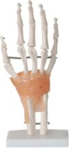 TBLOTYD Joint Model Set - 6 Pieces for Medical Education, Includes Shoulder, Knee, Hip, and Elbow Models for Anatomy Demonstration,Size_Name-D