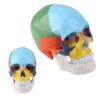TBLOTYD Life-Size Human Skull Model - Painted Anatomy, Detachable Features for Professional Teaching and Research