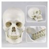 TBLOTYD Organ Model Human Anatomical Anatomy Head Skeleton Skull Teaching Model School Supplies Study Tool - Experimental Teaching Aid Anatomical Model
