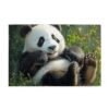 The Panda Puzzle in Bamboo Forests is 1000 Pieces for Adults First Choice Family Entertainment with Bright Colors and Unique Design Bringing A Visual Experience
