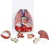 Throat Heart Lung Human Respiratory System Anatomy Model