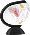 Transparent Detachable Uterus Anatomical Model, Female Pelvic Reproductive Organ Structure Teaching Aid for Biology & Medical Classroom Learning