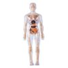 Tsawntd Human Body Model for Kids Detachable Visualized 3D Anatomy Model Enlightenment Science Toys Cultivates Explore Curiosity Hands-On Skills, Fully Transparent
