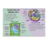 UCGAOIOQ Biology Poster Animal Plant Cell Science Art Educational Canvas Print for Classroom Decor Office Wall-Art Bedroom Homeschool Learning Tool(Unframed,08x12inch(20x30cm))