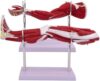 Upper Limb Muscle Nerve Vessel Model Arm Anatomy Medical Teaching Tool