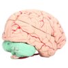Xixian Detachable Human Brain Model, PVC Neuroscience Study Tool with Skull Fit, Labeled Parts for School Home E on Learning Aid Kit