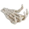 Xixian Halloween Skeleton Hands Model, Resin Human Hand Bone Ornament for Medical Teaching Demo, Phone Holder Stand, Home Decor Prop, 6.1 Inch Plastic Skull Claw Structure Display Piece
