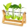 XXXFLOWER Plant Terrarium Kit with Wooden Stand 3 Gradient Green Bulb Vases