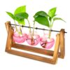 XXXFLOWER Plant Terrarium Kit with Wooden Stand 3 Gradient Pink Bulb Vases