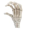 Ycauty Halloween Skeleton Hands Plastic Resin Lightweight and Strong Teaching Tool for Medical Students and Home Decoration
