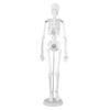 Ycauty Human Skeleton Model with Moving Parts for Interactive Learning. Skeleton Model for Students, PVC Plastic ABS Material for Education, 17.72 Inch Skeleton Teaching Aid Model for