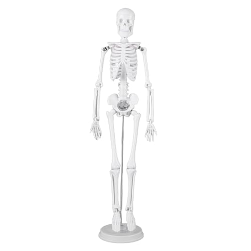 Ycauty Human Skeleton Model with Moving Parts for Interactive Learning. Skeleton Model for Students, PVC Plastic ABS Material for Education, 17.72 Inch Skeleton Teaching Aid Model for