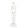 Ycauty Mini Skeleton Model, Realistic Human Body Bone Structure with Movable Joints for Medical Students and Chiropractors, PVC Material