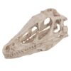 Ycauty Resin Dinosaur Skull Model, Simulated Animal Skeleton Craft for Home Office Decor Teaching Prop