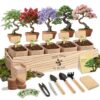 zeetmart Bonsai Tree Starter Kit for Beginners