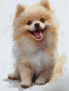 ZMHZMY Paint by Numbers for Teens Paint by Numbers Kits Pomeranian Drawing Home Decor Gift 16x20 Inch,Without Frame