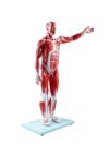 1/2 Human Muscle & Skeleton Model 27 Parts Anatomy 1pc