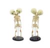 15" Mini Fetus Skeleton Model with Conjoined Twin Skull 1pc
