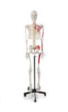 180cm Life Size Human Skeleton Model with Numbered Bones 1pc