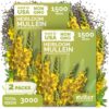 3,000 Mullein Heirloom Flower Seeds for Planting, Verbascum Thapsus